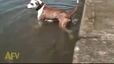 سگ احمق!!!فقط غش نکنید از خنده!!