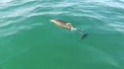 فیلمبرداری و فرار زیبای دلفین ها از شکارچی