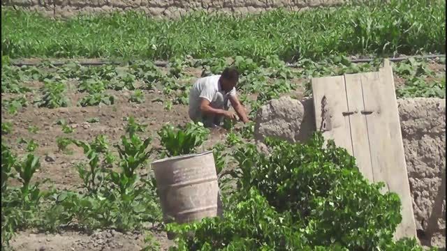 گل محمد مردانی - کشاورز سارمرانی