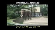 فیل بی ادب(خنده دار)