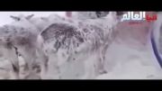 کلیپ واقعی از یخ زدن الاغ ها در ترکیه