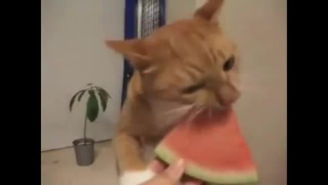 این گربه بسیار زیبا خنده دارهندوانه راتناول خورده میکند