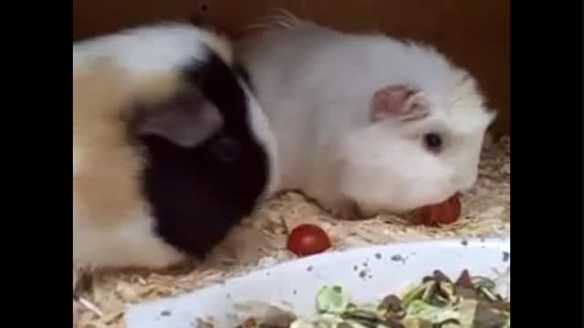گوجه خوردن خوکچه ها