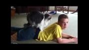 گربه ماساژور-فوق العاده خنده دار
