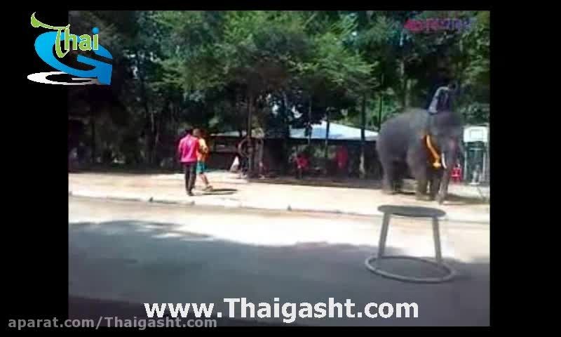 فیل فوتبالیست تایلندی (www.Thaigasht.com)