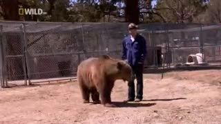 خرس بسیار خطرناك
