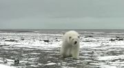 عاقبت فضولی کردن خرس قطبی