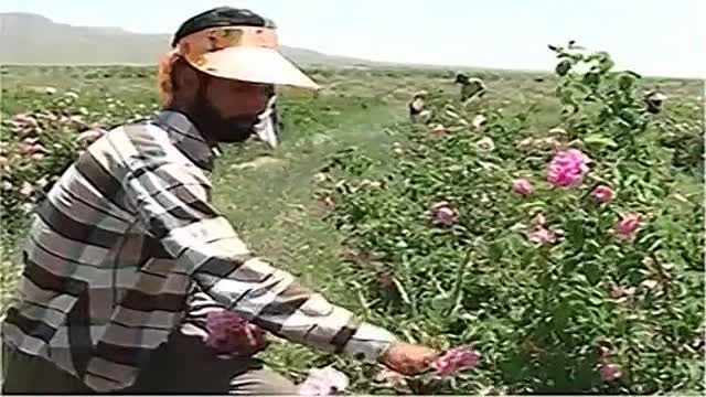 برداشت گل محمدی در خراسان شمالی