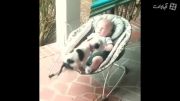 عشق سگ  و نوزاد