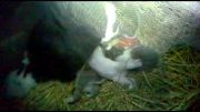فیلم شیر خوردن بچه خرگوش از سینه ی مامانش