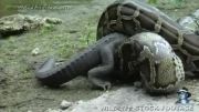 انتقام گرفتن مارآناکوندا ازتمساح به علت خوردن بچه های زنده اش!!