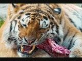 10 جانور مرگبار جهان!!!