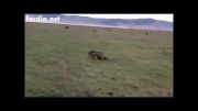 حمله گراز به کفتار ( خفن )