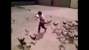 حمله مرغها به بچه