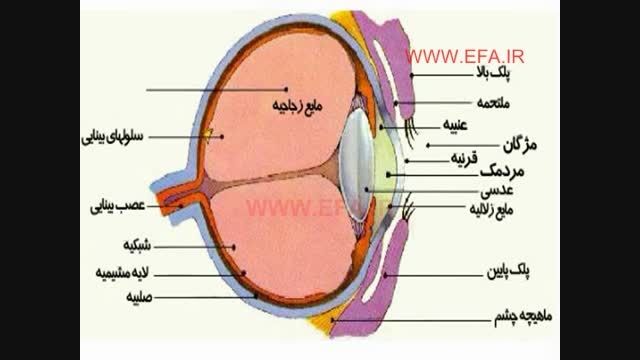 اندام های حسی بدن (چشم)