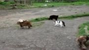 دعوای گربه ها با همدیگر