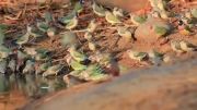 یک سوپر ویدئو از گلدین فنچ ها در طبیعت