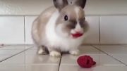 غذا خوردن خرگوش با مزه