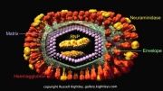 ساختار ویروس آنفلوآنزا