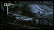 خوردن خون انسان در حال خواب توسط خفاش ها