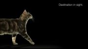 آموزش انیمیشن و کارتون -حرکت اهسته گربه Slow  cat-1