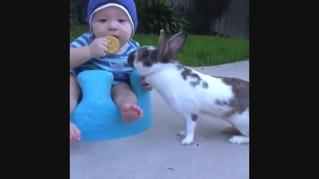 خرگوش بیسکویت دزد!!
