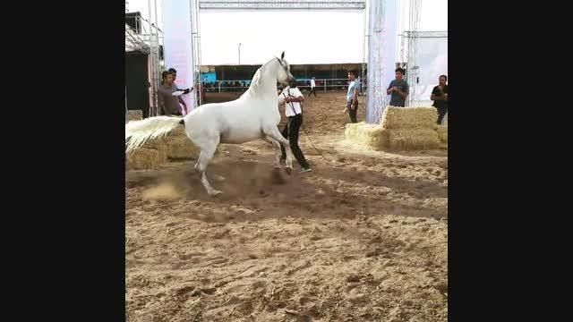 مسابقات زیبایی اسب عرب