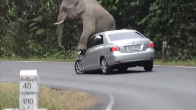 تست مقاومت تویوتا در برابر فیل