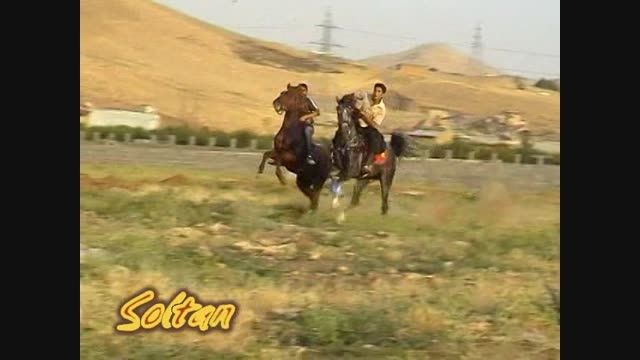 سلطان کرمانشاه    (کرد) پرورش اسب پراو