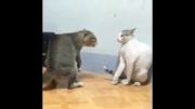 دعوای گربه ها...!