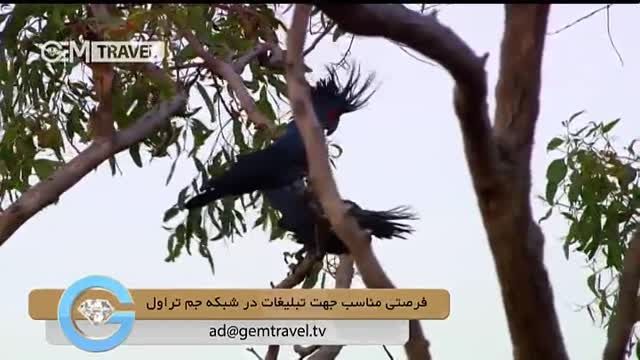 راز بقای طوطی های palm cockatoo سیاه