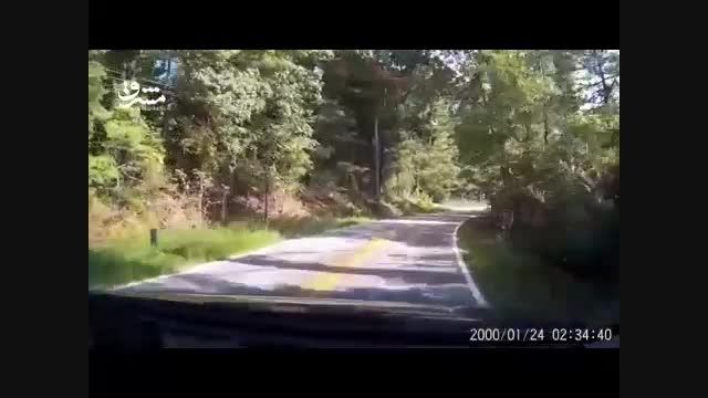 تصادف با خرس در وسط جنگل