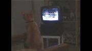 دوربین مخفی گربه  (کانال من را دنبال کنید  ضرر نداره)