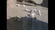 کبوترهای سفید      ویدیوهای سعید s
