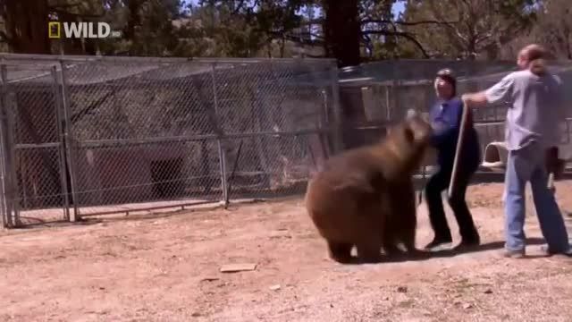 وقتی خرس حمله میکنه به انسان
