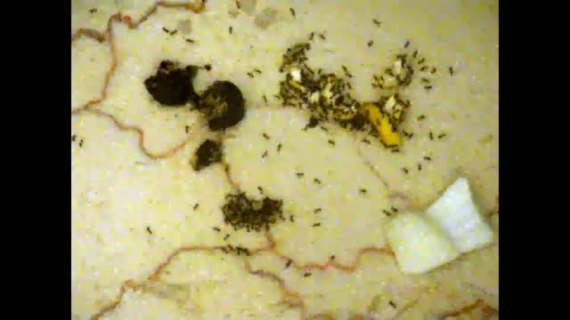 استراتژی مورچه ها از استفاده از منابع غذایی