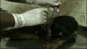doberman ear cropping by dr ramin arefeh