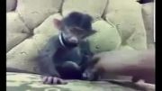 حیوان آزاری از نوع باحال که موجب به خندیدن میمون میشود!
