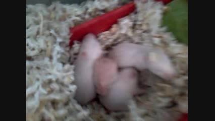 بچه همسترهای من3