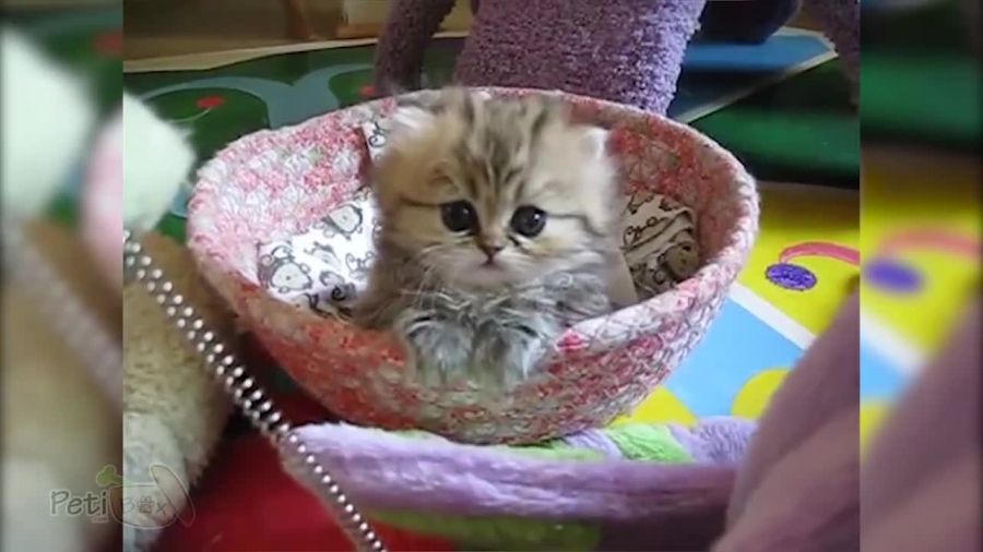 این بچه گربه معصوم ایرانی دلتونو میبره