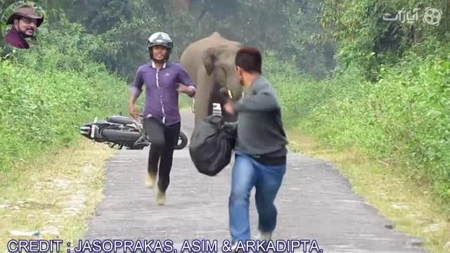حمله خنده دار فیل به موتورسواران
