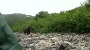 خرس در طبیعت وحشی