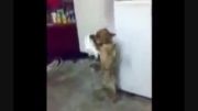 رقص سگ بادستمال