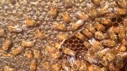 زنبور عسل کارنیکا در ایران