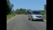 تصادف ماشین با فیل
