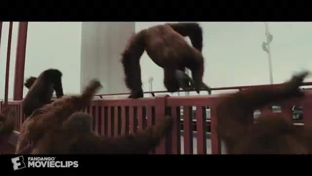 نبرد میمون ها برای عبور از پل