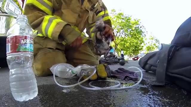 نجات گربه توسط آتش نشان