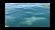 جزیره قشم.. آبهای ساحل نقره ای جزیره هنگام..این هم دلفینها!