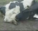 گاوی که از پستان خودش شیر می خورد ! Cow + Milk