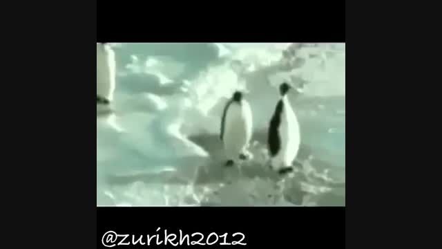 پنگوین